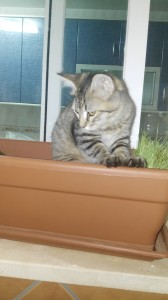 IMG-20170807-WA0019